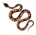 Tropical snake vector illustration. Royalty Free Stock Photo