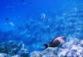 Tropical Sohal Surgeonfish in the Red Sea , Egypt