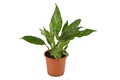 Tropical `Spathiphyllum Diamond Variegata` houseplant with white spots in flower pot on white background Royalty Free Stock Photo