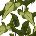 Tropical Spathiphyllum palm leaves, jungle leaves. Beautiful seamless floral jungle pattern.