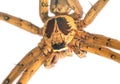 Tropical spider head and eyes macrophoto. Crab spider or thomisidae closeup. Royalty Free Stock Photo