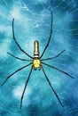 Tropical spider - nephila in the web