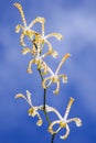 Tropical Spider Orchids against blue sky