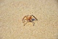 A tropical spider on the sand.