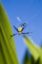 Tropical spider in web