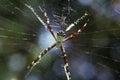Tropical spider in web, Key West, FL