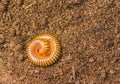 Tropical spiral insect, millipede Royalty Free Stock Photo