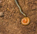 Tropical spiral insect, millipede Royalty Free Stock Photo