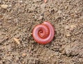 Tropical spiral and many legs insect Royalty Free Stock Photo