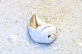 Tropical spiral shell laying on a warm sandy beach Royalty Free Stock Photo