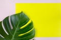 Tropical split leaf on yellow and pink background