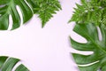 Tropical split leaves and fern on pastel pink background