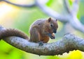 The tropical squirrel on a branch of a tree