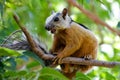 Tropical Squirrel, Playa Grande, Costa Rica. Royalty Free Stock Photo