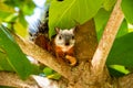 A tropical squirrel sits on an almond tree