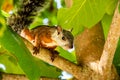 A tropical squirrel sits on an almond tree