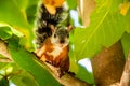 A tropical squirrel sits on an almond tree