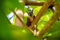 A tropical squirrel sits on an almond tree