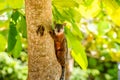 A tropical squirrel sits on an almond tree