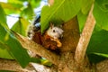 A tropical squirrel sits on an almond tree