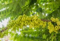 Tropical star gooseberry in Thailand