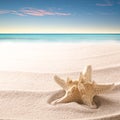 A tropical starfish laying in the beach sand Royalty Free Stock Photo