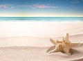 A tropical starfish laying in the beach sand Royalty Free Stock Photo