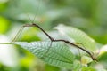 Tropical stick insect