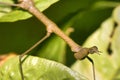 Tropical Stick Insect,Napo River Basin, Amazonia, Ecuador