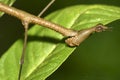 Tropical Stick Insect, Rainforest, Napo River Basin, Amazonia