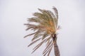 Tropical storm, heavy rain and high winds in tropical climates. Palm trees swaying in the wind from a tropical storm Royalty Free Stock Photo