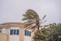 Tropical storm, heavy rain and high winds in tropical climates. Palm trees swaying in the wind from a tropical storm Royalty Free Stock Photo