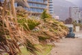 Tropical storm, heavy rain and high winds in tropical climates. Palm trees swaying in the wind from a tropical storm Royalty Free Stock Photo