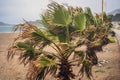 Tropical storm, heavy rain and high winds in tropical climates. Palm trees swaying in the wind from a tropical storm Royalty Free Stock Photo