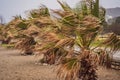 Tropical storm, heavy rain and high winds in tropical climates. Palm trees swaying in the wind from a tropical storm Royalty Free Stock Photo