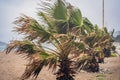 Tropical storm, heavy rain and high winds in tropical climates. Palm trees swaying in the wind from a tropical storm Royalty Free Stock Photo