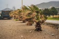 Tropical storm, heavy rain and high winds in tropical climates. Palm trees swaying in the wind from a tropical storm Royalty Free Stock Photo