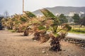 Tropical storm, heavy rain and high winds in tropical climates. Palm trees swaying in the wind from a tropical storm Royalty Free Stock Photo