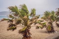 Tropical storm, heavy rain and high winds in tropical climates. Palm trees swaying in the wind from a tropical storm Royalty Free Stock Photo