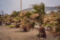 Tropical storm, heavy rain and high winds in tropical climates. Palm trees swaying in the wind from a tropical storm Royalty Free Stock Photo