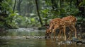 a tropical stream as Sika deer wander along its banks, inviting you to witness the harmony of wildlife and nature in