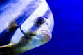 Tropical striped fish underwater close-up Royalty Free Stock Photo