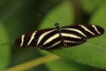 Tropical striped butterfly dido longwing tiger longwing on the Royalty Free Stock Photo