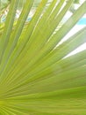 Palm leaf detail green natural background