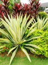 Tropical style landscaping Royalty Free Stock Photo