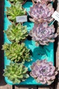 Tropical Succulent Egeveria agave, top view. Tray with a potted plant succulent Egeveria two varieties, bright summer plant Royalty Free Stock Photo