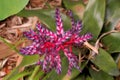 Tropical Pink and Purple Flowers