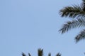 Tropical summer background. Closeup of green palm leaves in sunlight against a clear blue sky. Summer beach outdoor concept with Royalty Free Stock Photo