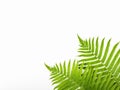 Tropical summer background. Fern branches isolated on white background. Flat lay. Minimal concept.