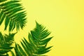 Tropical summer background. Fern leaves on yellow background. Top view. Copy space. Flat lay, from above. Banner Royalty Free Stock Photo